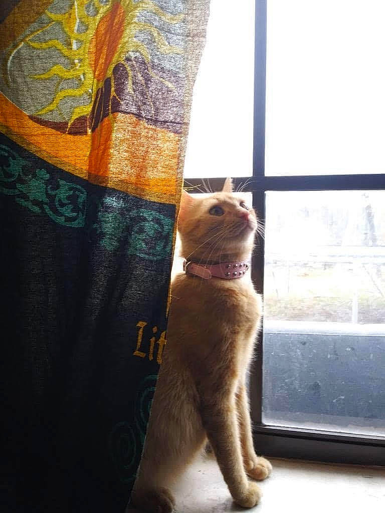 Garfield is registered to the contest to win money with this photo: carnivore, cat, comfort, companion_dog, domestic_short_haired_cat, fawn, felidae, flooring, fur, human_leg, room, sitting, small_to_medium_sized_cats, snout, tail, textile, tints_and_shades, whiskers, window, wood