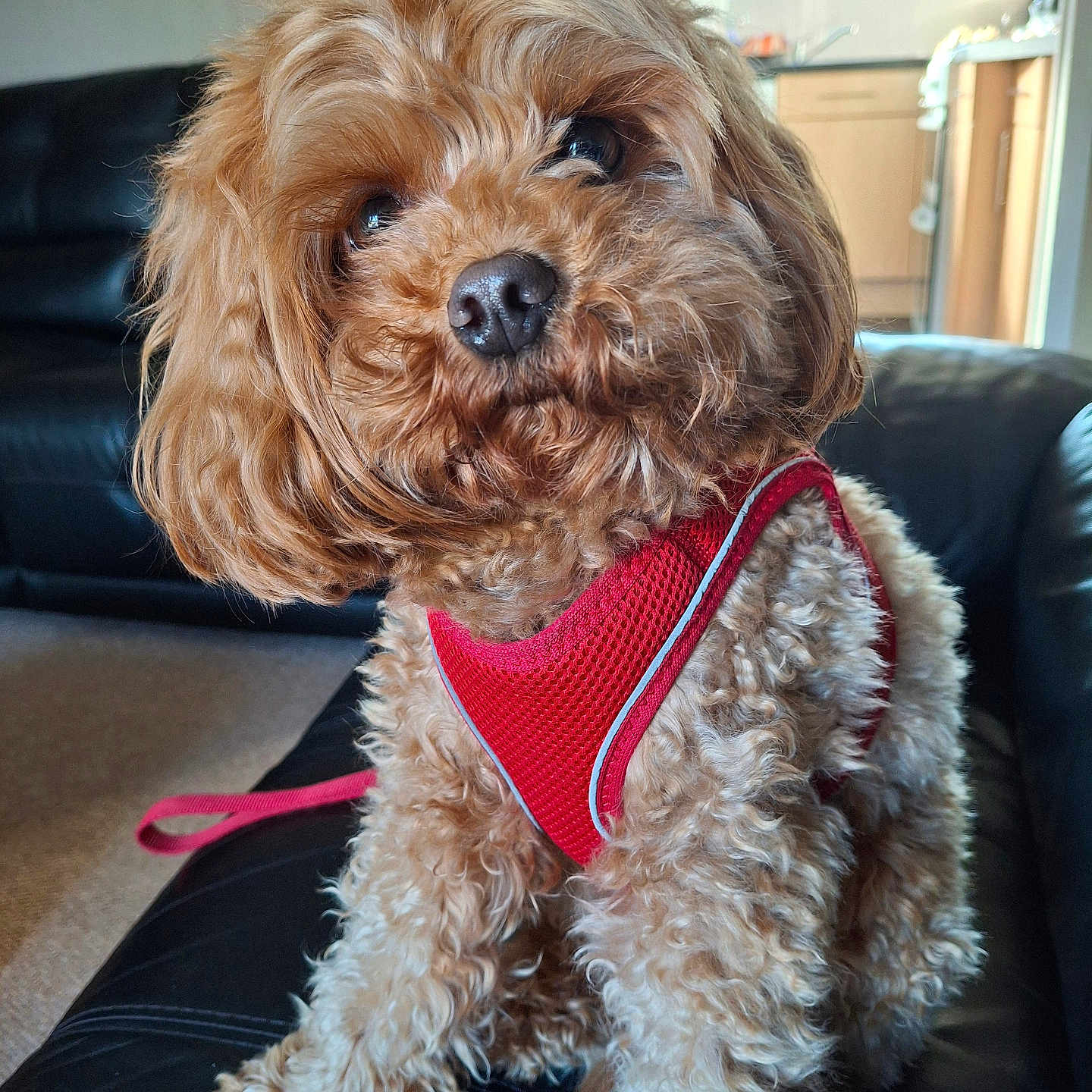 Molly joined the competition — help win amazing prizes! animal, brown, canine, close_up, comfort, couch, curly_fur, cute, dog, domestic, fur, head_tilt, home, indoor, leather, living_room, pet, portrait, red_harness, sitting