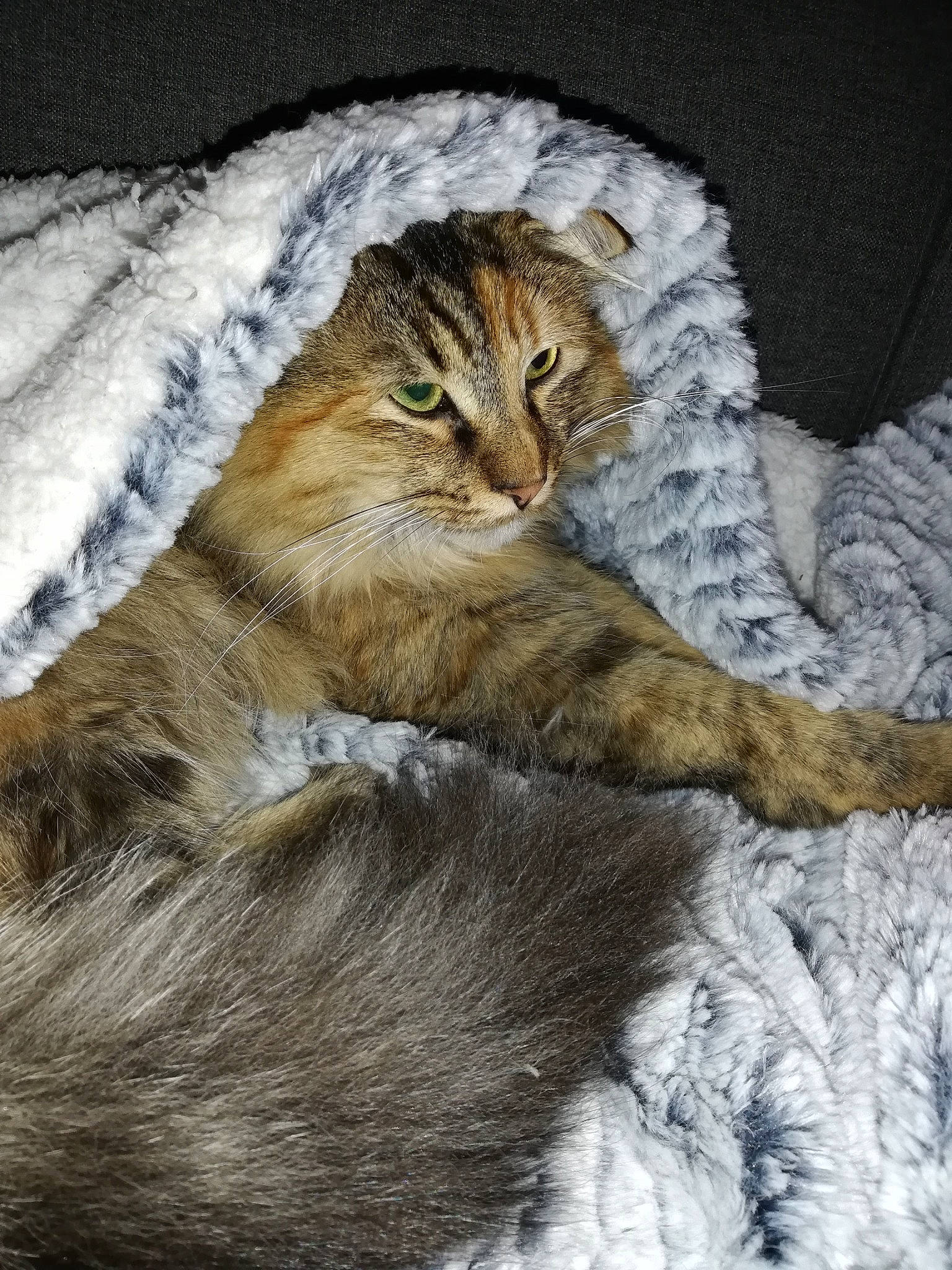 Dana participe au concours pour gagner de l'argent avec cette photo : carnivore, cat, claw, comfort, domestic_short_haired_cat, fawn, felidae, fur, grey, nap, paw, small_to_medium_sized_cats, snout, tail, terrestrial_animal, tree, whiskers, wildlife