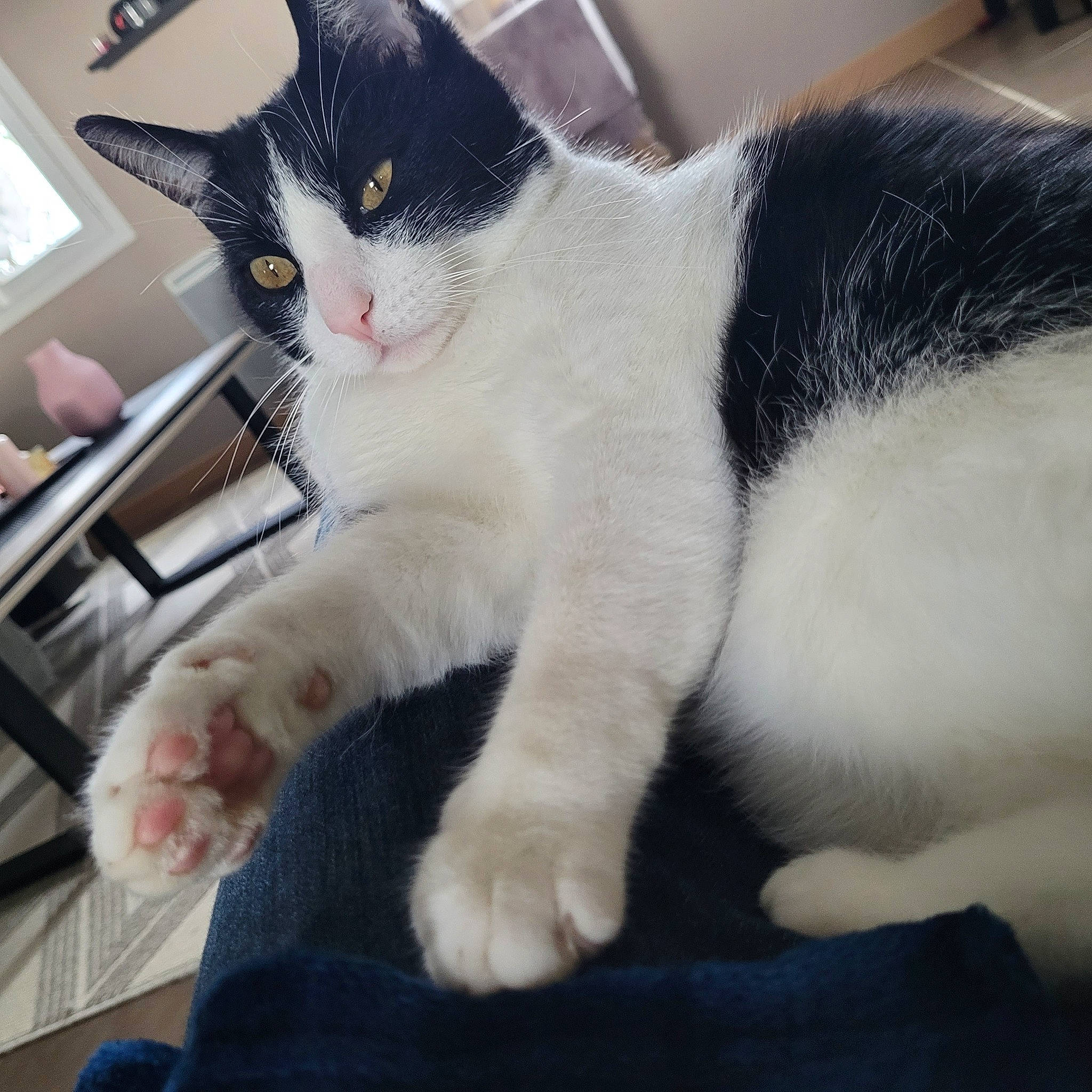 Mako a rejoint le concours — aidez-le/la à gagner de superbes lots ! carnivore, cat, claw, comfort, domestic_short_haired_cat, felidae, formal_wear, fur, paw, picture_frame, small_to_medium_sized_cats, tail, whiskers