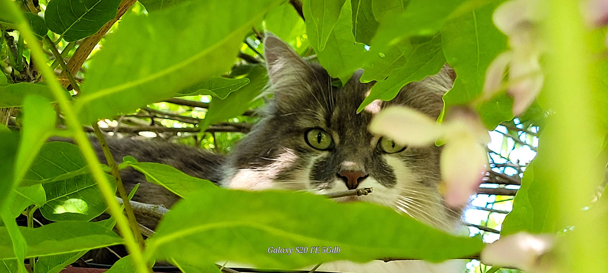 Ryko participe au concours pour gagner de l'argent avec cette photo : carnivore, cat, domestic_short_haired_cat, felidae, fur, grass, herb, jungle, leaf_vegetable, palm_tree, photo_caption, plant, small_to_medium_sized_cats, tail, terrestrial_animal, terrestrial_plant, tree, twig, whiskers, wildlife