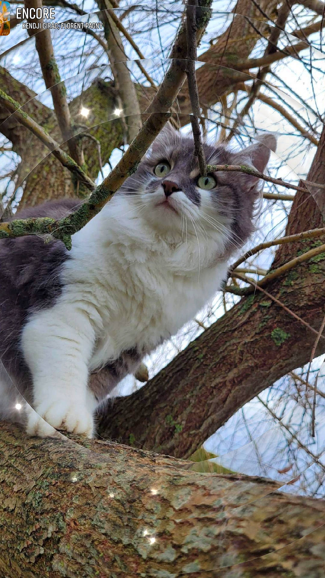 Ryko a rejoint le concours — aidez-le/la à gagner de superbes lots ! branch, carnivore, cat, domestic_short_haired_cat, fawn, felidae, fur, grass, plant, small_to_medium_sized_cats, snout, tail, terrestrial_animal, tree, trunk, twig, vertebrate, whiskers, wood, woody_plant