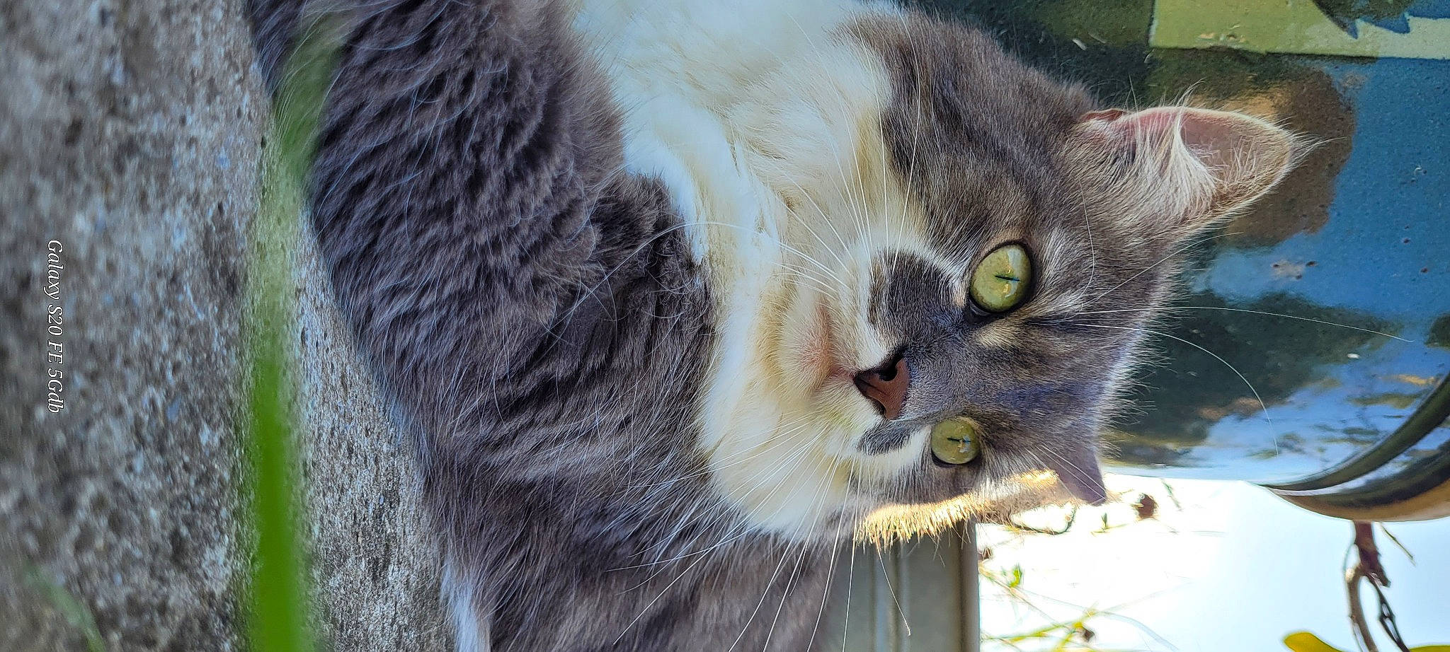 Ryko participe au concours pour gagner de l'argent avec cette photo : carnivore, cat, domestic_short_haired_cat, felidae, fur, grass, pet_supply, plant, small_to_medium_sized_cats, snout, tail, terrestrial_animal, tree, whiskers, wildlife, window