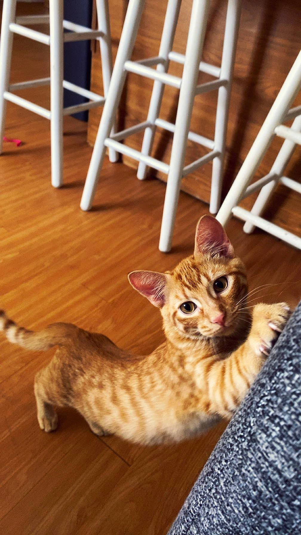 Elmer joined the competition — help win amazing prizes! carnivore, cat, comfort, domestic_short_haired_cat, fawn, felidae, flooring, fur, hardwood, laminate_flooring, paw, small_to_medium_sized_cats, snout, tail, terrestrial_animal, varnish, whiskers, wood, wood_flooring, wood_stain