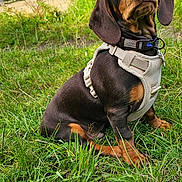 Cooper is registered to the contest to win money with this photo: animal, brown, clouds, collar, cute, dachshund, dog, ears, field, grass, greenery, harness, landscape, nature, outdoor, pet, puppy, sitting, sky, snout