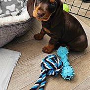 Cooper joined the competition — help win amazing prizes! animal, bed, blanket, cage, chew_toy, cute, dachshund, dog, domestic, fence, floor, indoor, looking_up, pet, puppy, rope_toy, small_dog, toy, wooden_floor, young