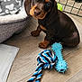 animal, bed, blanket, cage, chew_toy, cute, dachshund, dog, domestic, fence, floor, indoor, looking_up, pet, puppy, rope_toy, small_dog, toy, wooden_floor, young