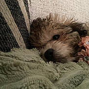 Mamuze is registered to the contest to win money with this photo: dog, curly_hair, pet, blanket, couch, flower_accessory, close_up, relaxed, snuggling, indoor, fur, cute, face, resting, home, comfortable, soft_texture, animal, sleepy, decor