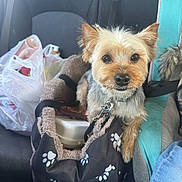 King is registered to the contest to win money with this photo: dog, pet_carrier, car_seat, shopping_bags, small_dog, leash, black_carrier, paw_prints, curious, tan_dog, fur, seatbelt, car_interior, travel, companion, cute, animal, leisure, indoor, transport