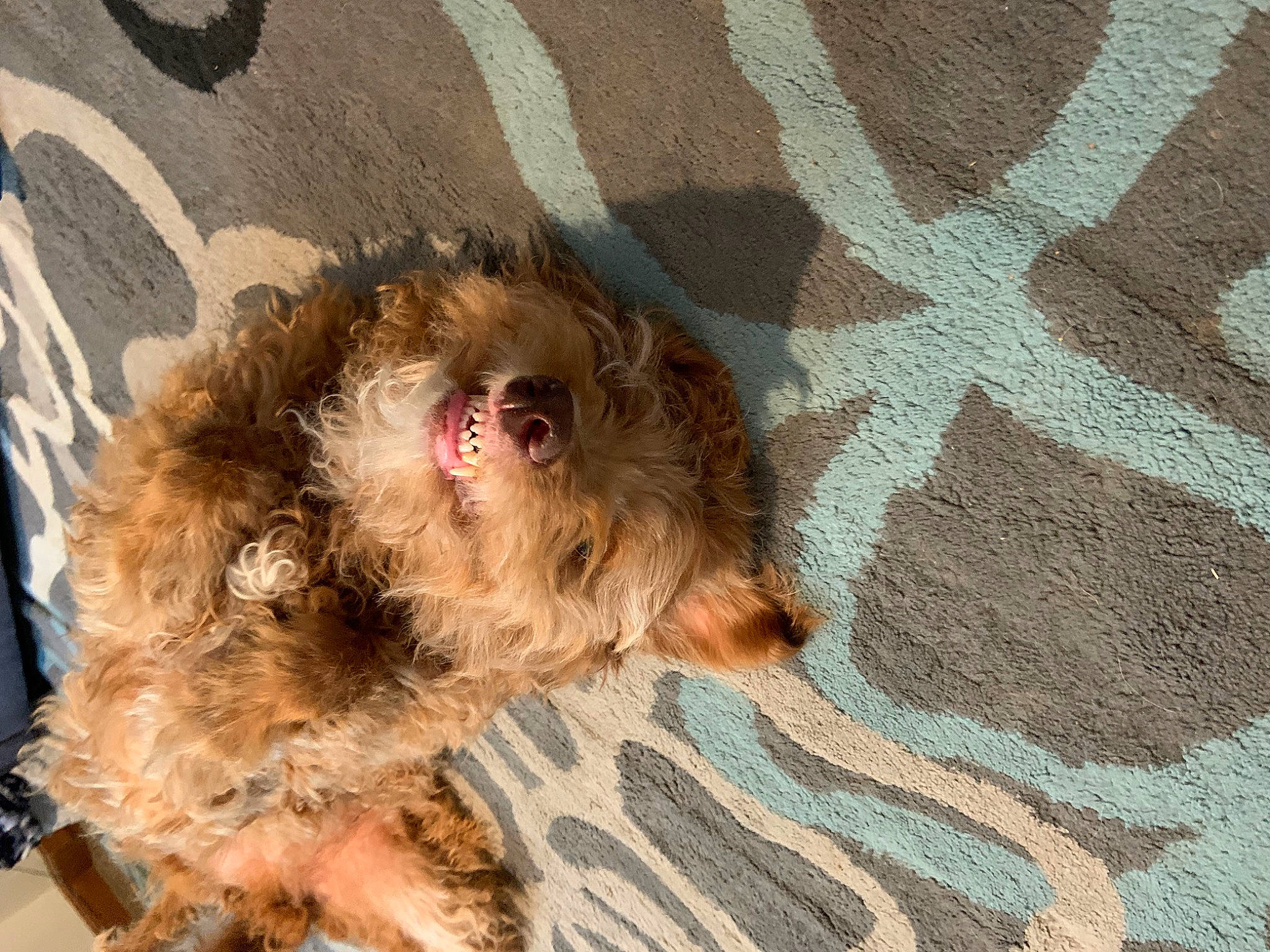 Buddy is registered to the contest to win money with this photo: canidae, carnivore, comfort, companion_dog, dog, dog_breed, dog_supply, fawn, fur, liver, paw, pet_supply, small_terrier, snout, soil, sporting_group, tail, terrier, toy_dog, working_animal