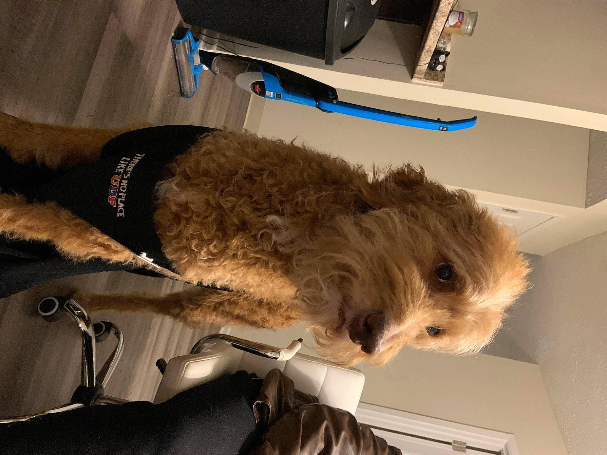 Buddy joined the competition — help win amazing prizes! canidae, carnivore, comfort, companion_dog, computer_hardware, dog, dog_breed, feather, felidae, fur, mammal, peripheral, small_terrier, small_to_medium_sized_cats, snout, sporting_group, tail, terrier, toy_dog, vehicle_door