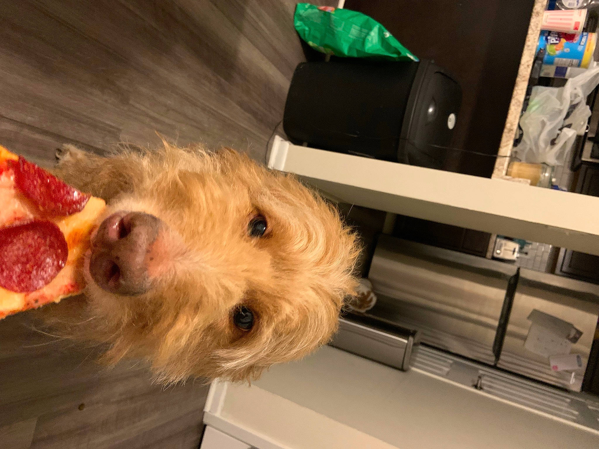 Buddy is registered to the contest to win money with this photo: airedale_terrier, bag, canidae, carnivore, companion_dog, dog, dog_breed, drawer, fawn, flooring, fur, luggage_and_bags, small_terrier, snout, sporting_group, terrier, toy, welsh_terrier, wood, working_animal