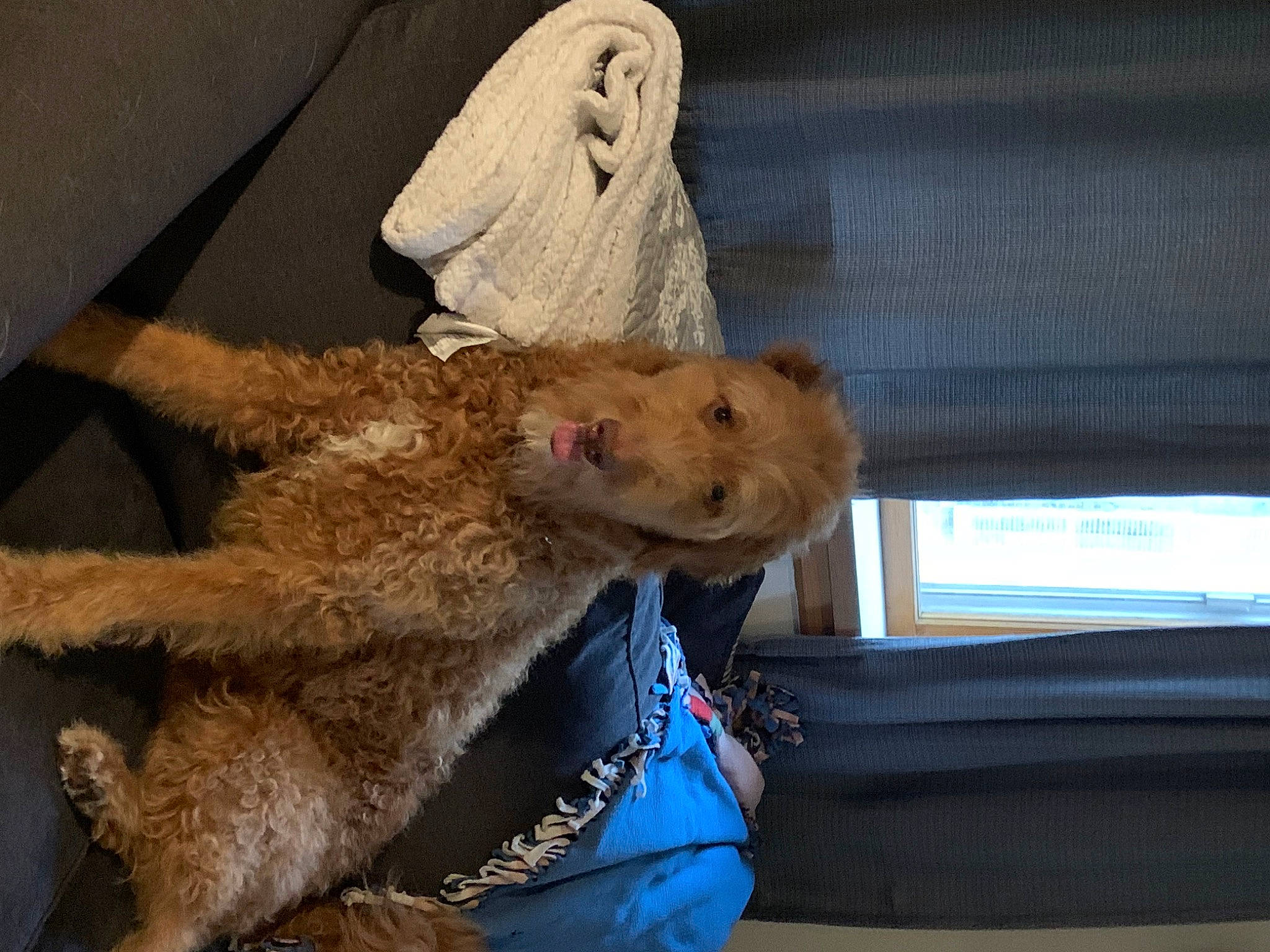 Buddy is registered to the contest to win money with this photo: airedale_terrier, art, canidae, carnivore, companion_dog, dog, dog_breed, fawn, felidae, fur, plush, sculpture, sitting, snout, sporting_group, stuffed_toy, tail, terrier, toy, welsh_terrier