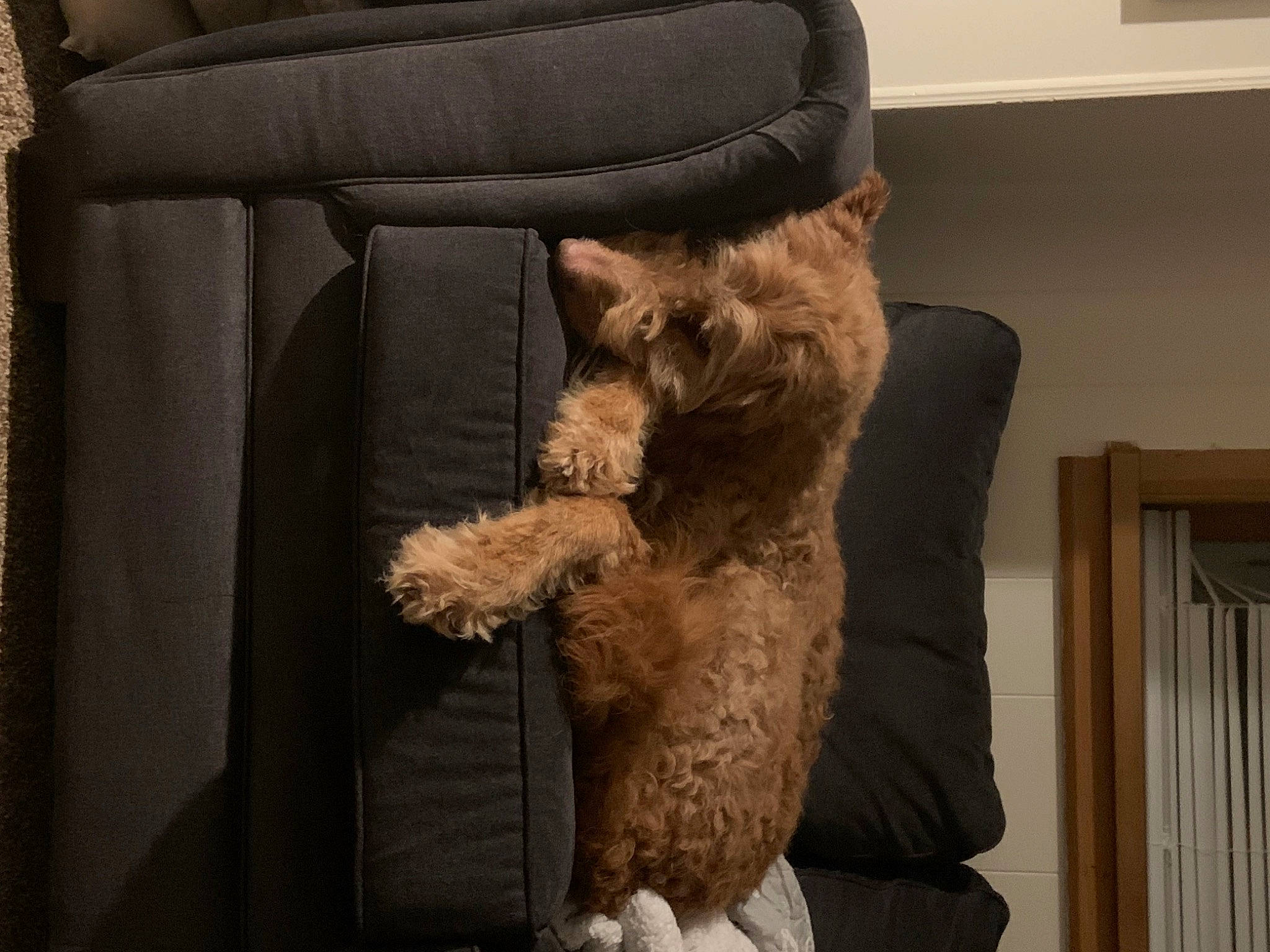 Buddy is registered to the contest to win money with this photo: armrest, art, brown, canidae, carnivore, cat, comfort, companion_dog, dog_breed, fawn, felidae, fur, natural_material, small_to_medium_sized_cats, sporting_group, tail, textile, toy, whiskers, window