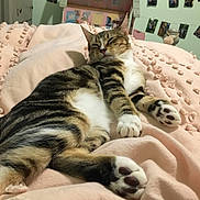 Marmalade joined the competition — help win amazing prizes! cat, tabby_cat, pet, sleeping, relaxed, lying_down, stretched_out, paws, paw_pads, toe_beans, fur, striped_fur, white_chest, pink_blanket, bed, bedroom, cozy, indoor, home, photography