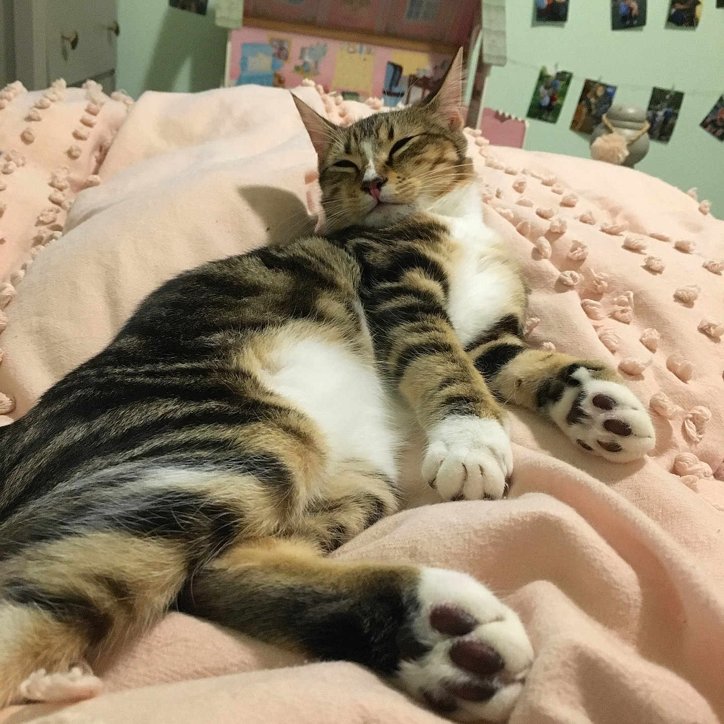 Marmalade