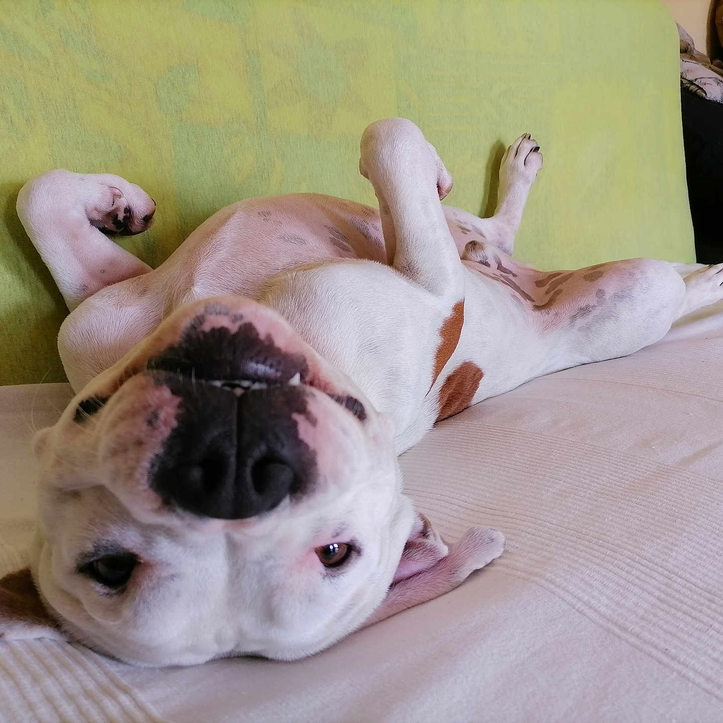 Simba a rejoint le concours — aidez-le/la à gagner de superbes lots ! animal, boxer, bulldog, canine, couch, dog, frenchbulldog, furniture, hound, indoors, person, pet, pitbull, puppy, sleeping