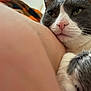 cat, close_up, gray_and_white, pink_nose, whiskers, resting, arm, person, blanket, orange, black, indoor, cozy, fur, pet, animal, relaxed, comfort, face, paw