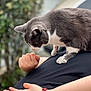 cat, gray_cat, white_cat, person, hand, fist, scrunchie, black_shirt, outdoor, greenery, blurred_background, pet, animal, fur, paw, curious, closeup, interaction, relaxed, intimate_moment