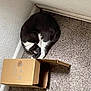 cat, black_and_white, sleeping, curled_up, cardboard_box, carpet, corner, indoor, pet, feline, resting, cozy, quiet, home, animal, fur, cute, domestic, relaxed, compact