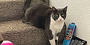 Batcat is registered to the contest to win money with this photo: cat, tuxedo_cat, stairs, carpet, indoor, pet, animal, curious, looking, toy, plush_toy, wall, paint_set, green_board, domestic, cozy, feline, white_paws, gray_fur, household