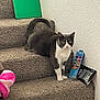 cat, tuxedo_cat, stairs, carpet, indoor, pet, animal, curious, looking, toy, plush_toy, wall, paint_set, green_board, domestic, cozy, feline, white_paws, gray_fur, household