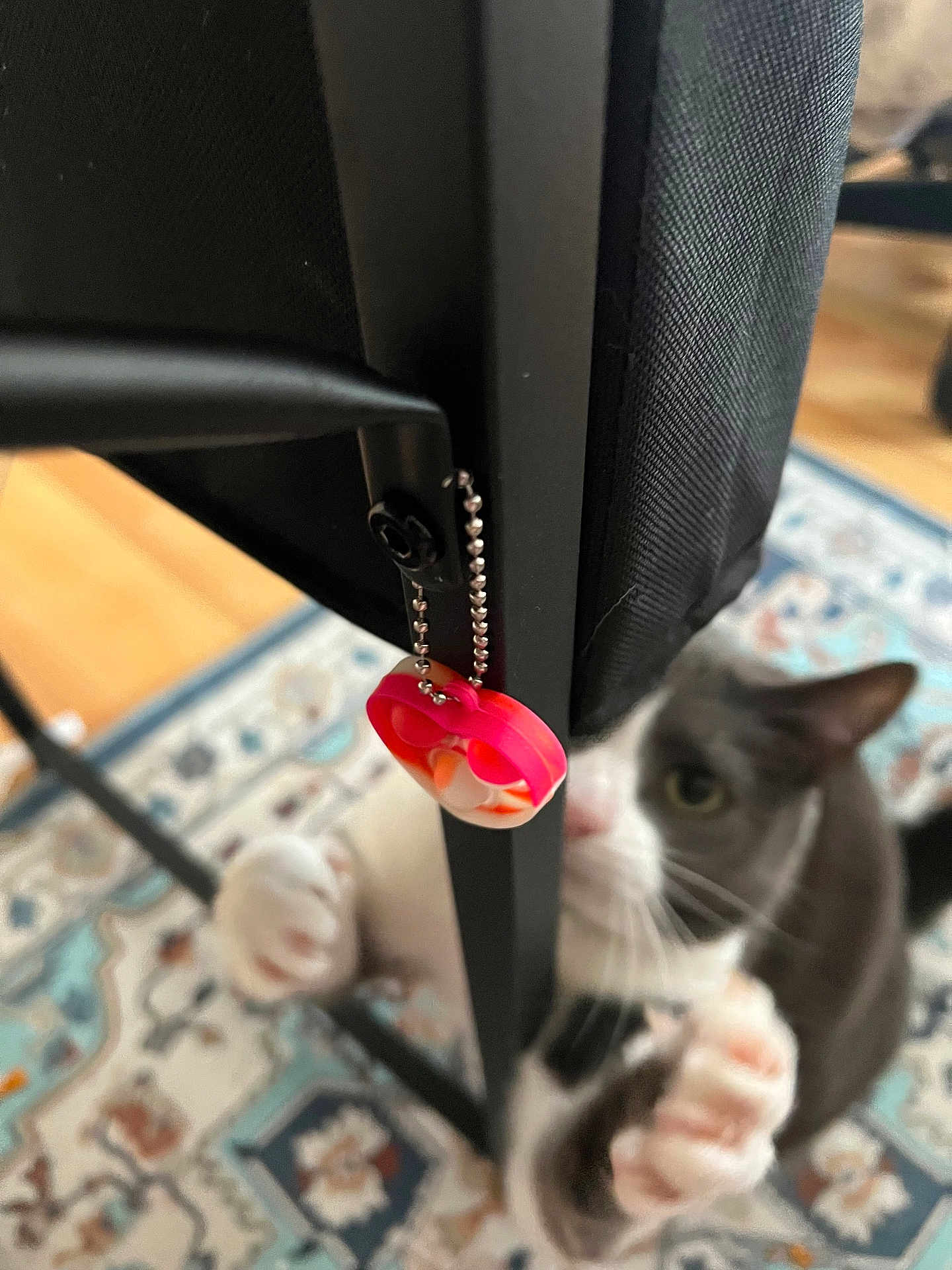 Batcat