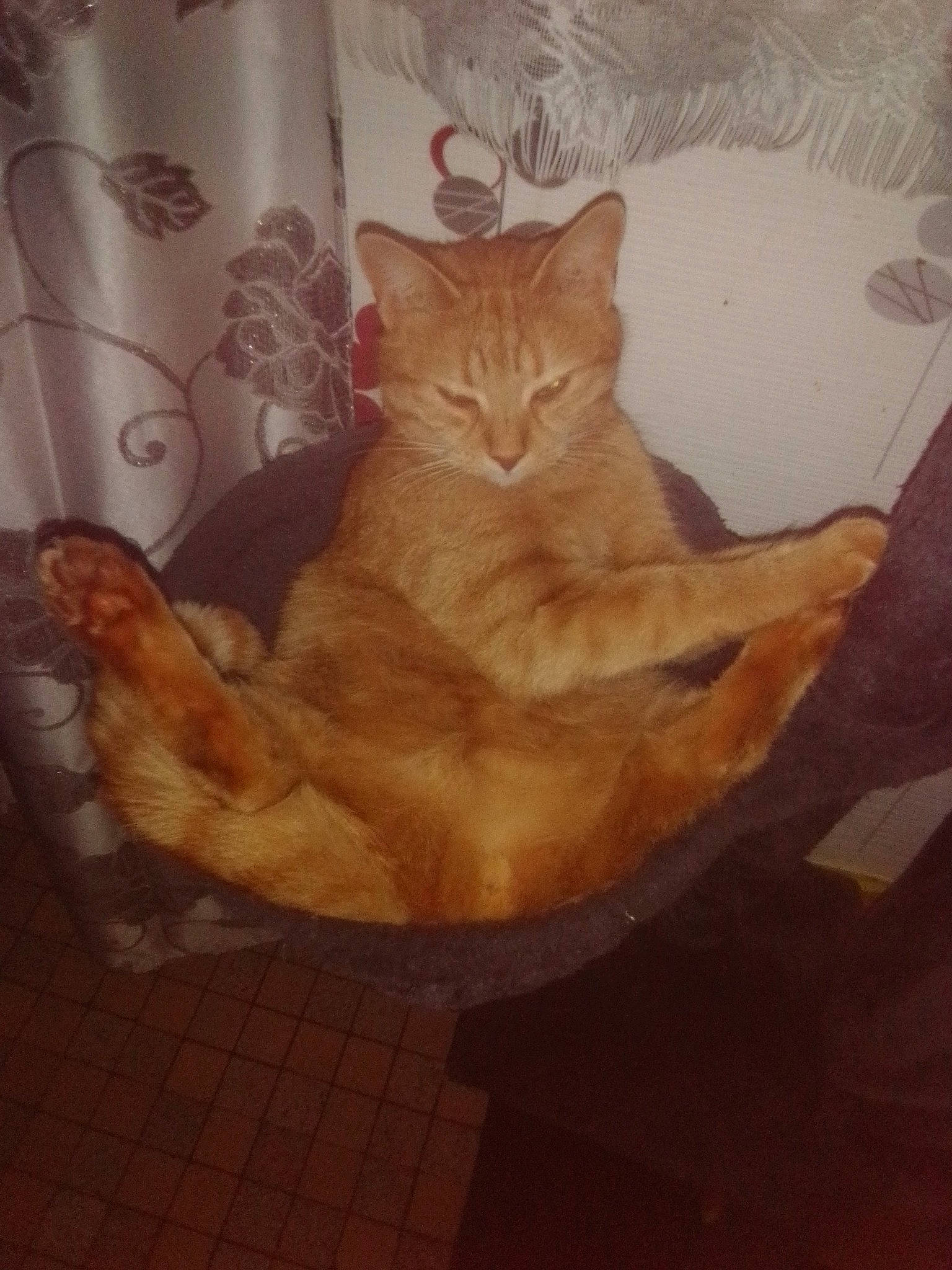 Garfild a rejoint le concours — aidez-le/la à gagner de superbes lots ! carnivore, cat, claw, comfort, domestic_short_haired_cat, fawn, felidae, flooring, foot, fur, hardwood, human_leg, paw, peach, small_to_medium_sized_cats, snout, tail, whiskers, window, wood