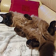 Alliot Daniele participe au concours pour gagner de l'argent avec cette photo : animal, blanket, cat, couch, cozy, feline, fluffy, fur, home, indoor, lying_down, paw, pet, pillow, relaxed, resting, siamese_cat, soft, tail, whiskers