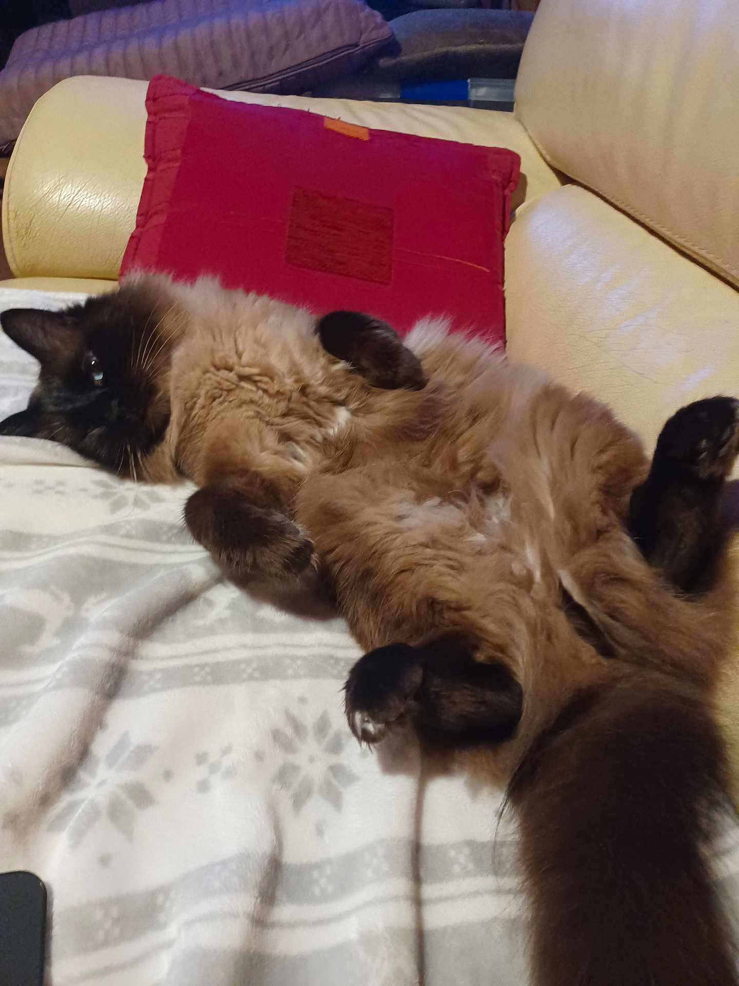 Alliot Daniele participe au concours pour gagner de l'argent avec cette photo : animal, blanket, cat, couch, cozy, feline, fluffy, fur, home, indoor, lying_down, paw, pet, pillow, relaxed, resting, siamese_cat, soft, tail, whiskers