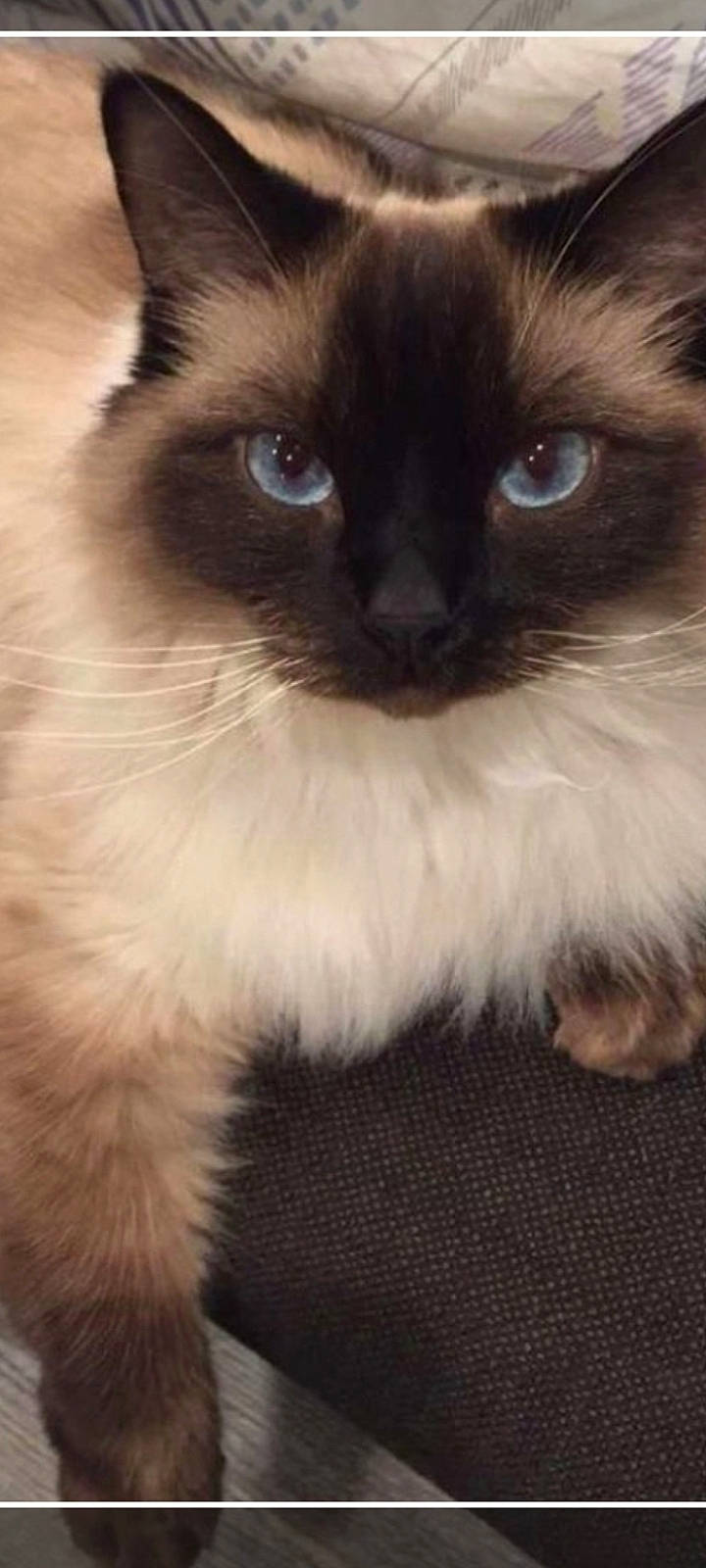 Romeo a rejoint le concours — aidez-le/la à gagner de superbes lots ! balinese, birman, carnivore, cat, close_up, electric_blue, fawn, felidae, fur, iris, mammal, organ, ragdoll, siamese, small_to_medium_sized_cats, snout, terrestrial_animal, thai, whiskers