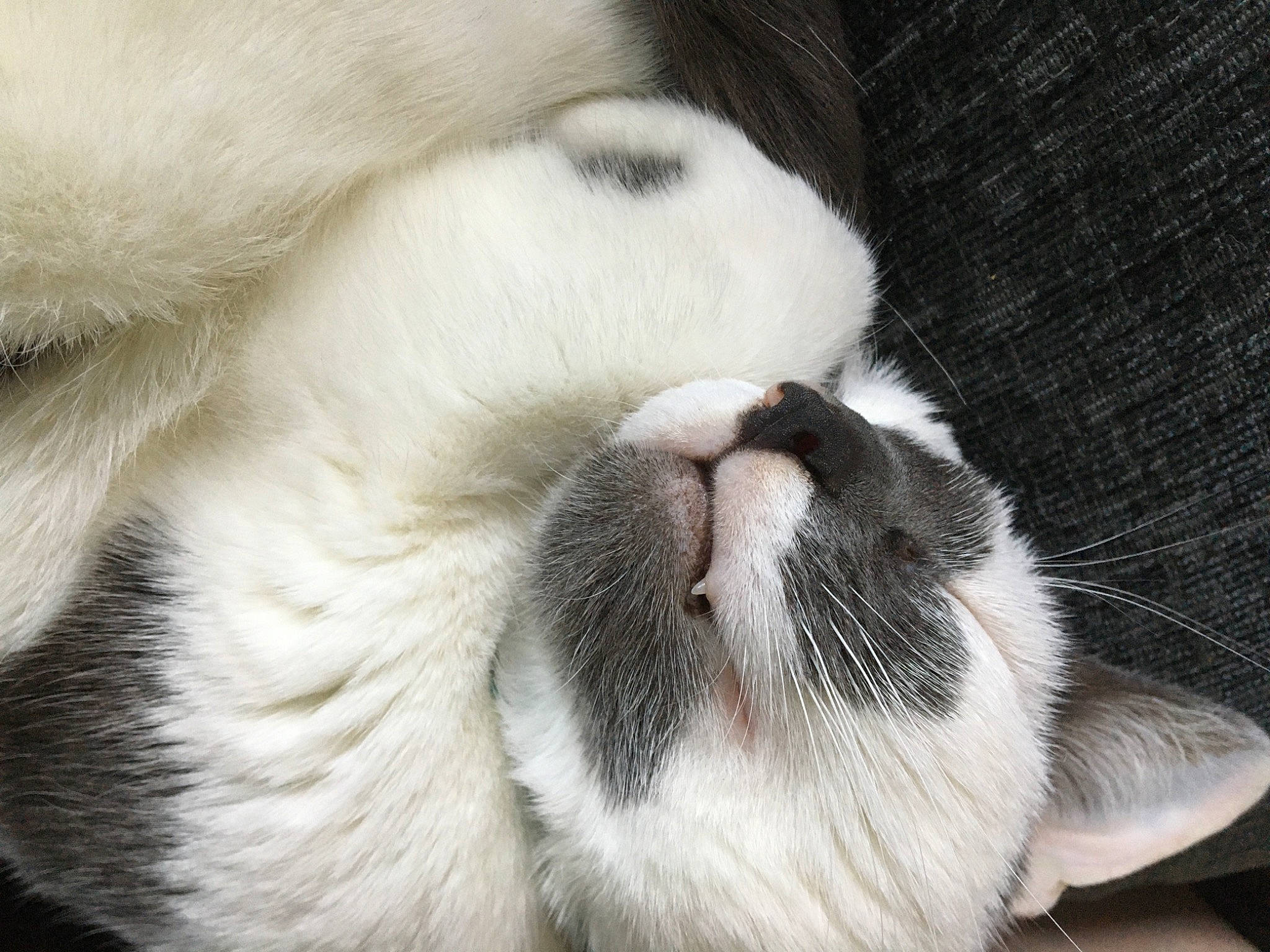 Tilly is registered to the contest to win money with this photo: carnivore, cat, close_up, domestic_short_haired_cat, felidae, fur, nap, natural_material, photography, sleep, small_to_medium_sized_cats, snout, textile, vertebrate, whiskers