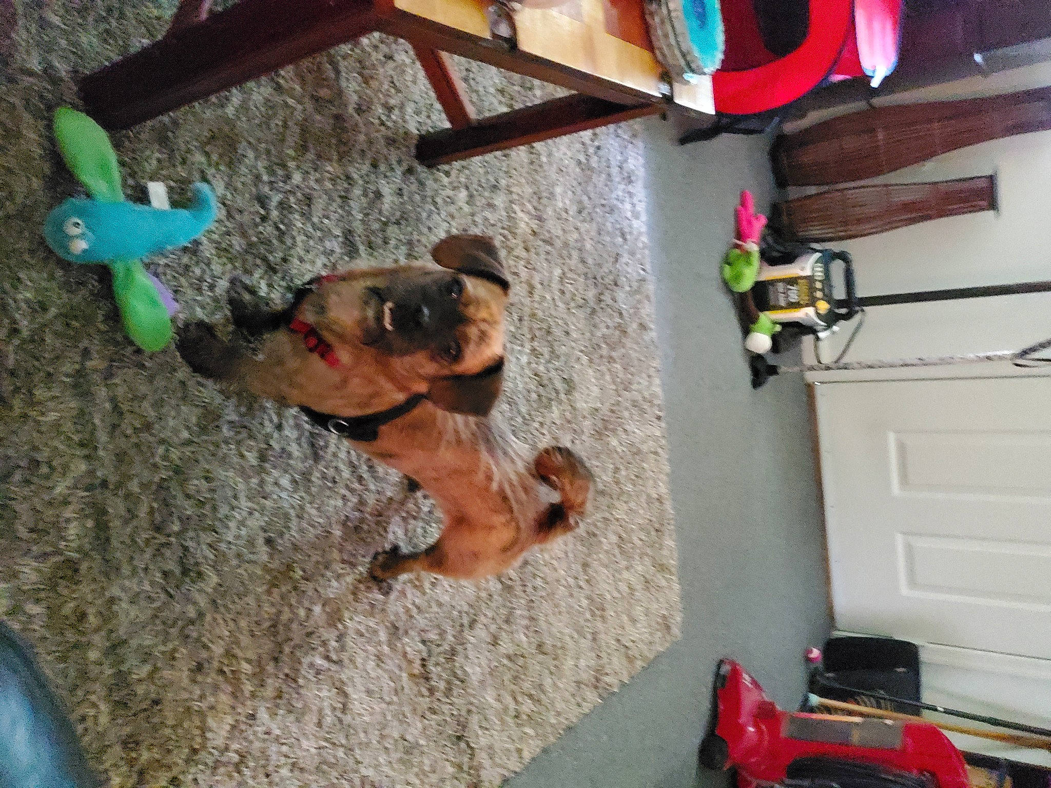 Myla joined the competition — help win amazing prizes! adventure, canidae, carnivore, collar, companion_dog, dog, dog_breed, dog_supply, door, fawn, fun, guard_dog, leash, liver, pet_supply, sporting_group, tail, wood, working_animal, working_dog