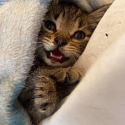 Jack joined the competition — help win amazing prizes! kitten, cat, tabby, paw, blanket, cozy, fur, cute, pet, animal, indoor, closeup, sleepy, soft, whiskers, face, mouth, claws, resting, cute_animal