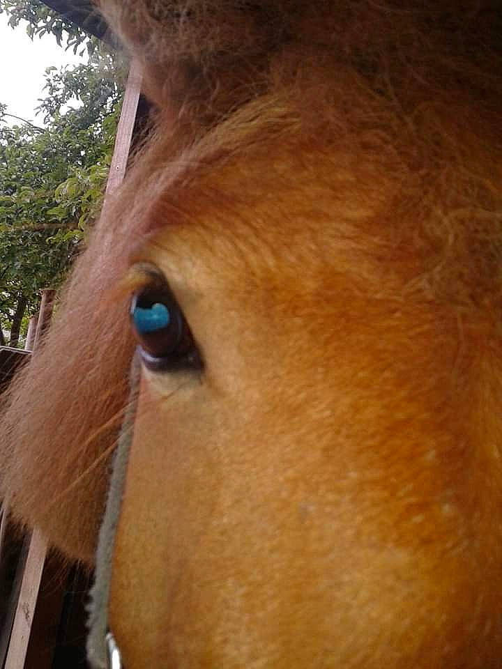 Afrodite a rejoint le concours — aidez-le/la à gagner de superbes lots ! bridle, close_up, eye, eyelash, forehead, hair, head, horse, horse_tack, liver, livestock, mammal, mane, mare, mustang_horse, nose, organ, snout, sorrel, stallion