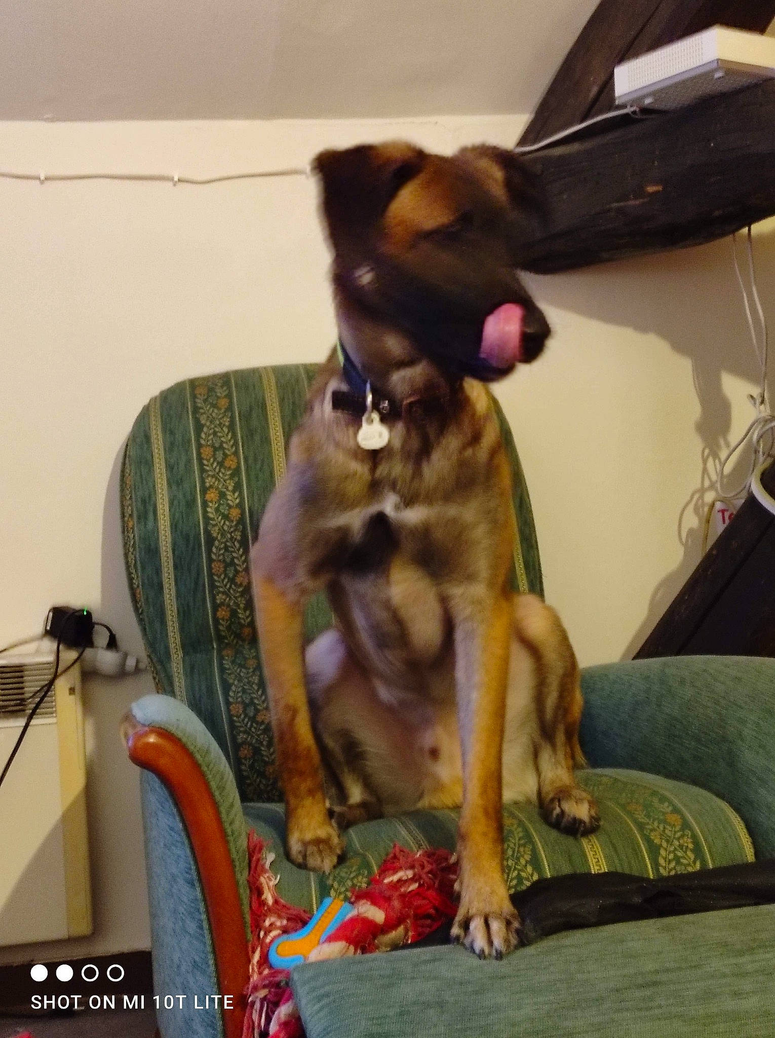 Flash a rejoint le concours — aidez-le/la à gagner de superbes lots ! canidae, carnivore, chair, collar, comfort, companion_dog, dog, dog_breed, dog_collar, dog_supply, fawn, fur, liver, paw, pet_supply, snout, sporting_group, tail, toy_dog, working_animal