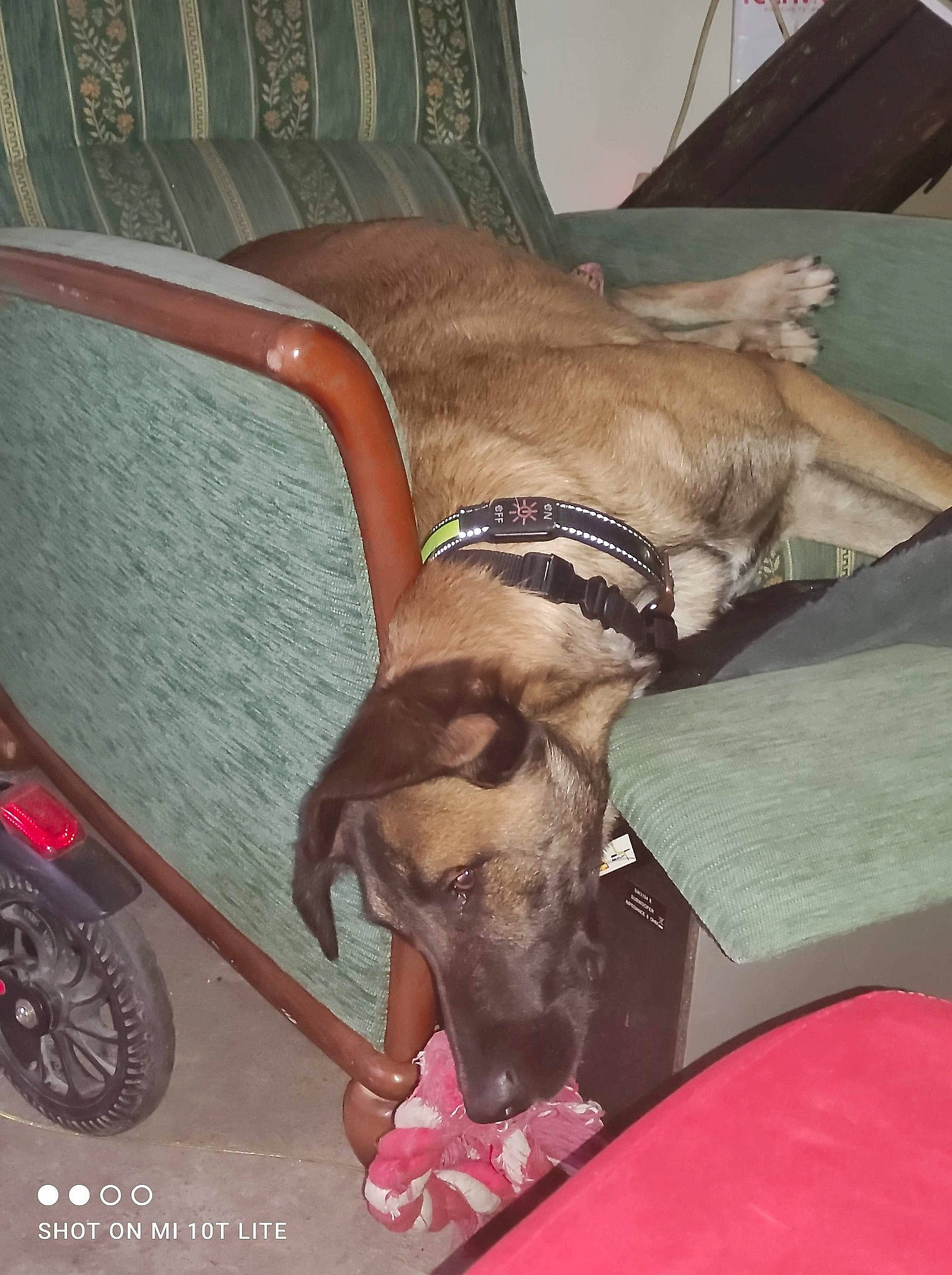 Flash a rejoint le concours — aidez-le/la à gagner de superbes lots ! canidae, carnivore, collar, comfort, companion_dog, couch, dog, dog_breed, dog_collar, dog_supply, fawn, furniture, liver, pet_supply, snout, sporting_group, tail, tire, wheel, working_animal