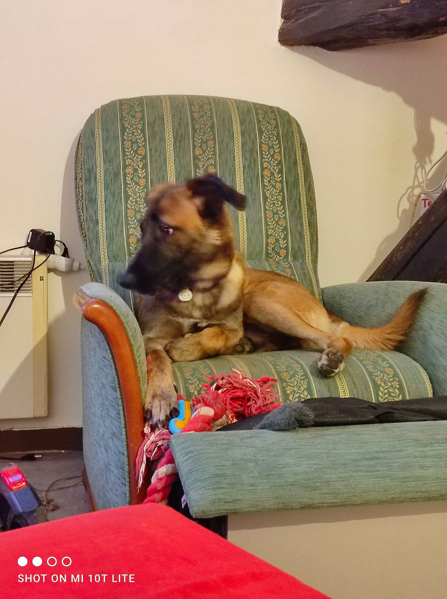 Flash a rejoint le concours — aidez-le/la à gagner de superbes lots ! canidae, carnivore, club_chair, comfort, companion_dog, couch, dog, dog_breed, dog_supply, fawn, flooring, linens, mammal, nap, pet_supply, room, sitting, sporting_group, toy_dog, working_animal