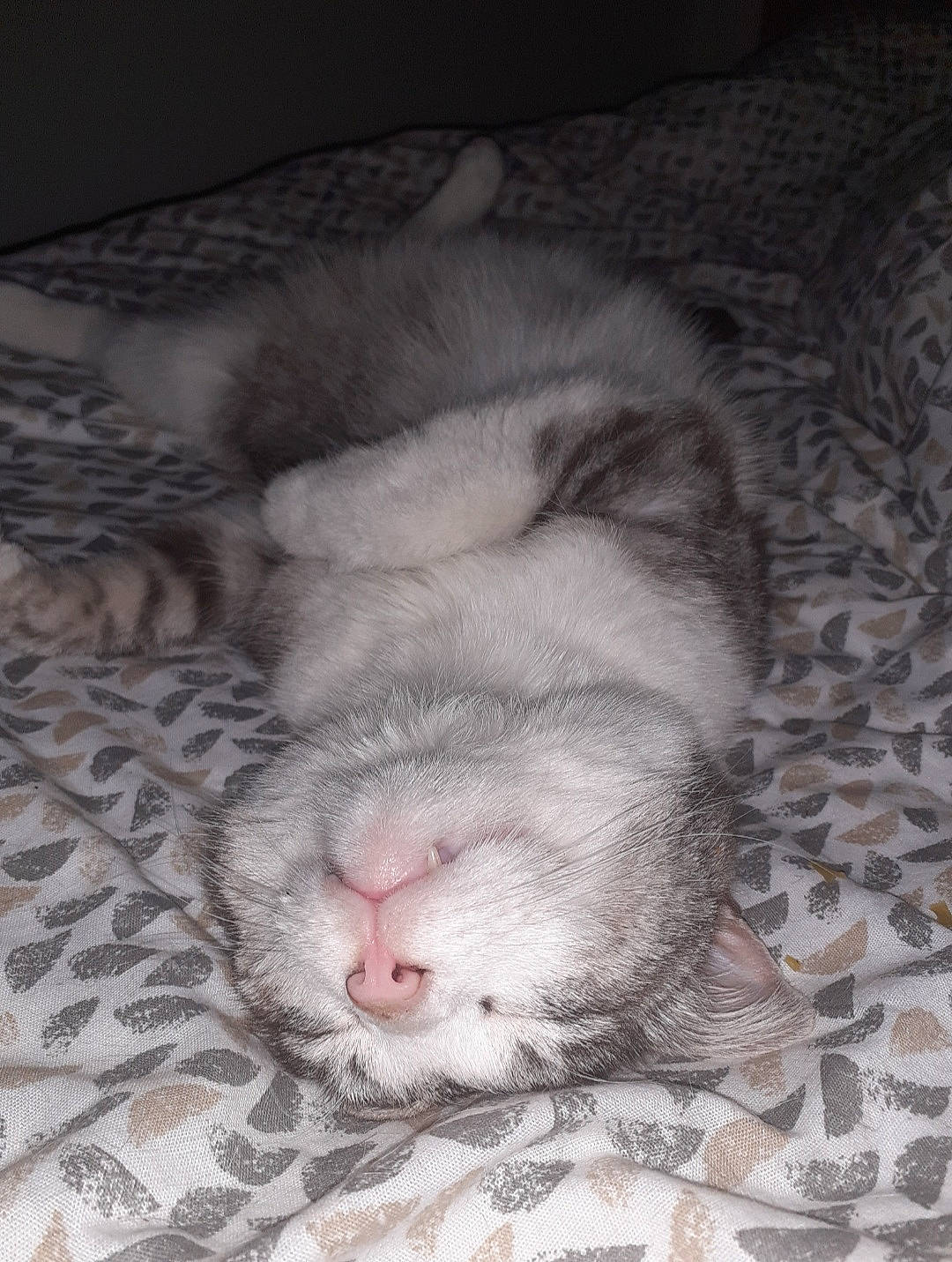 Lili a rejoint le concours — aidez-le/la à gagner de superbes lots ! carnivore, cat, cat_bed, claw, comfort, dog_breed, domestic_short_haired_cat, felidae, fur, grey, linens, monochrome_photography, nap, paw, sleep, small_to_medium_sized_cats, snout, terrestrial_animal, whiskers, wildlife