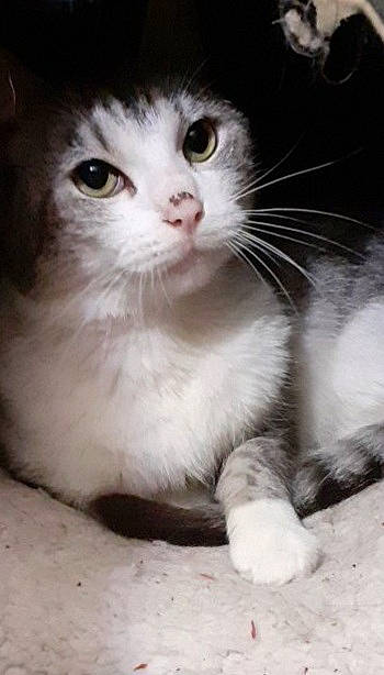 Lili a rejoint le concours — aidez-le/la à gagner de superbes lots ! carnivore, cat, claw, curious, domestic_short_haired_cat, felidae, fur, monochrome_photography, paw, small_to_medium_sized_cats, snout, tail, terrestrial_animal, whiskers, window