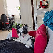 Boonty participe au concours pour gagner de l'argent avec cette photo : dog, puppy, couch, red_pillow, black_and_white, throw_blanket, living_room, curtains, desk_chair, office_chair, plant, figurine, betty_boop, toy_car, lamp, bookshelf, eiffel_tower_model, cushion, collar, floor_tiles