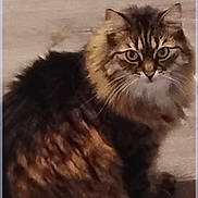 Lola is registered to the contest to win money with this photo: animal, brown_fur, carpet, cat, closeup, cute, domestic_animal, eyes, feline, floor, fluffy, indoor, long_hair, pet, portrait, screenshot_ui, sitting, staring, tabby, whiskers