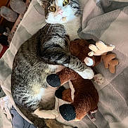 Milo joined the competition — help win amazing prizes! animal, bed, blanket, cat, comfort, cozy, cute, fur, indoor, moose, paws, pet, plush_toy, relaxed, resting, sleepy, soft, tabby_cat, toy, whiskers