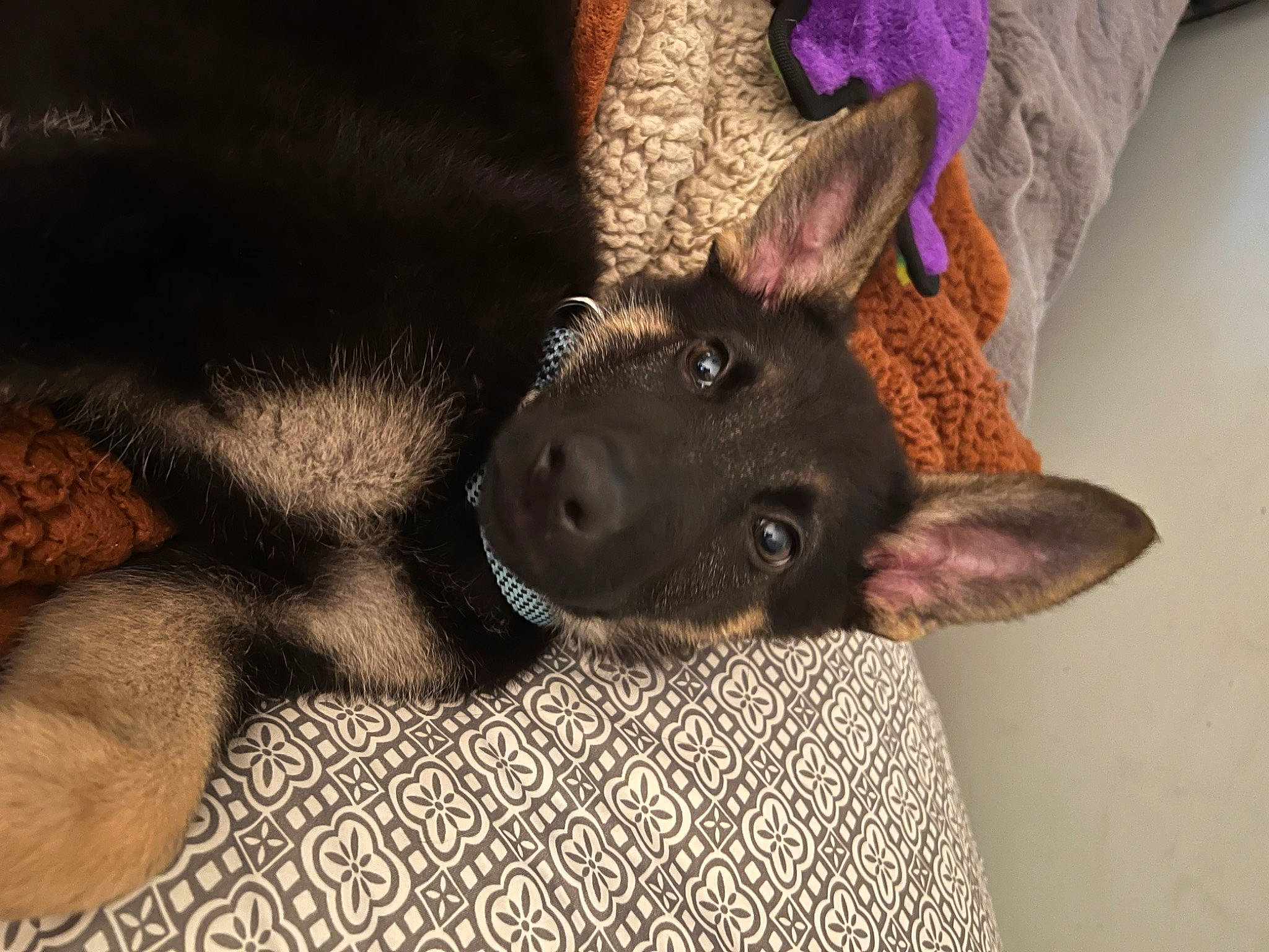 Jax joined the competition — help win amazing prizes! carnivore, comfort, companion_dog, dog, dog_breed, ear, fawn, foot, fur, gesture, grey, human_leg, liver, mammal, paw, snout, sporting_group, tail, whiskers, working_animal