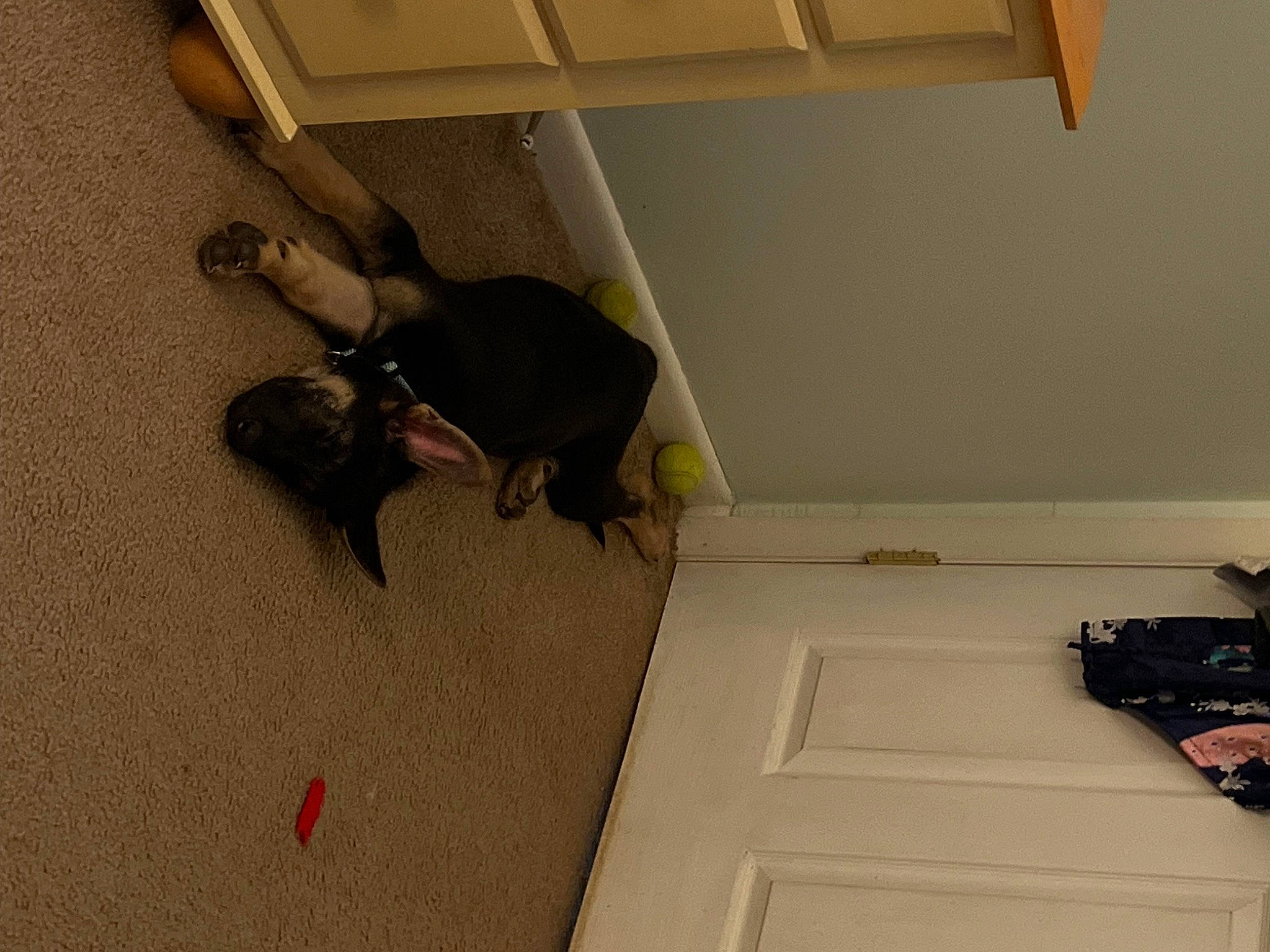 Jax is registered to the contest to win money with this photo: canidae, carnivore, ceiling, comfort, dog, dog_breed, fawn, floor, flooring, grey, hardwood, human_leg, knee, plaster, room, sporting_group, tail, thigh, wood, wood_stain