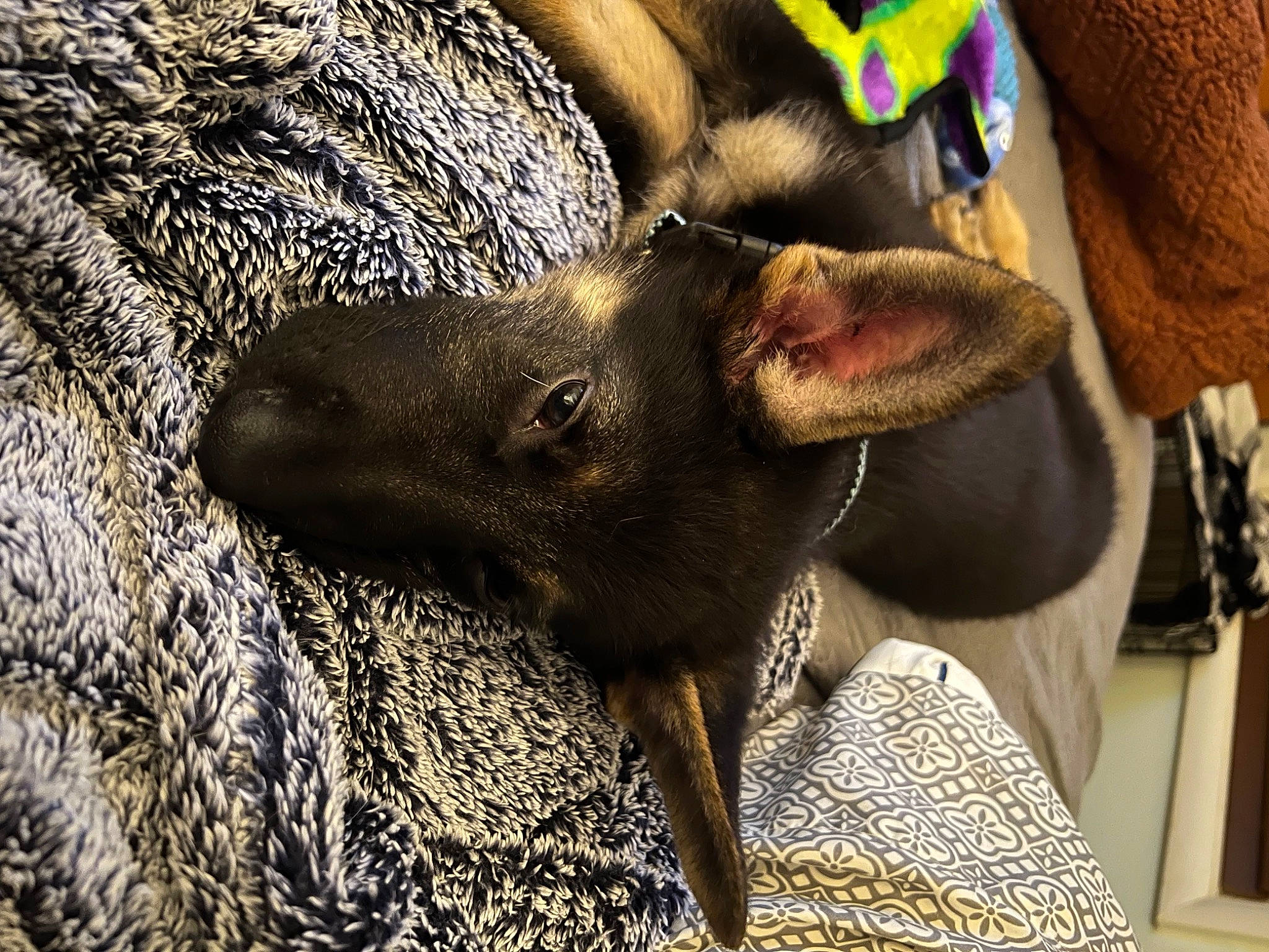 Jax is registered to the contest to win money with this photo: canidae, carnivore, dog, dog_breed, eyelash, fawn, fur, liver, livestock, pattern, paw, snout, soil, sporting_group, suidae, terrestrial_animal, whiskers, wood, working_animal, wrinkle