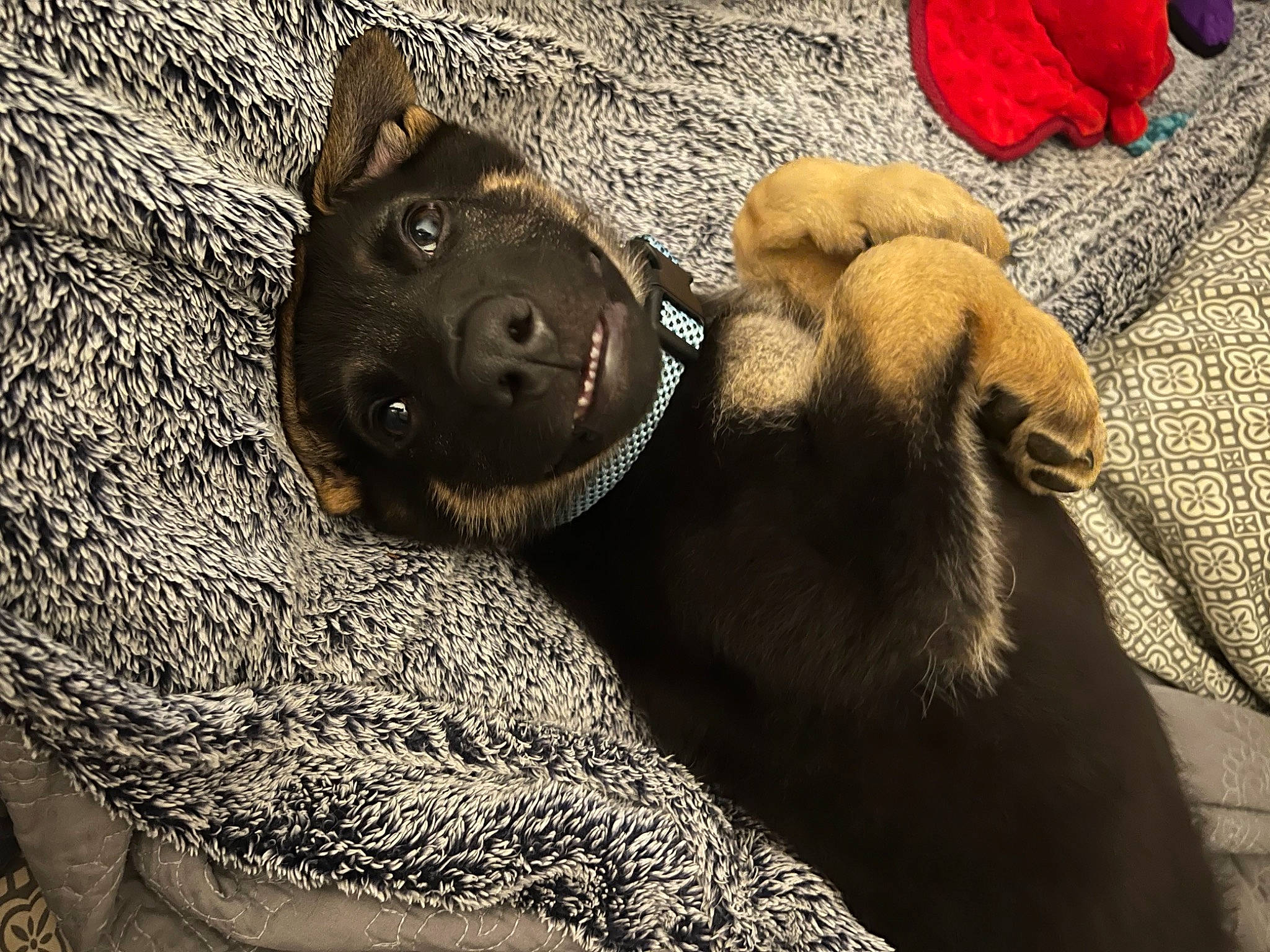 Jax joined the competition — help win amazing prizes! canidae, carnivore, collar, comfort, companion_dog, dog, dog_breed, fawn, fur, grey, guard_dog, linens, liver, natural_material, paw, pet_supply, snout, sporting_group, terrestrial_animal, working_animal