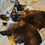 Cuddles And Dimples is registered to the contest to win money with this photo: cat, siamese_cat, pet, animal, feline, bed, blanket, fur, whiskers, ears, tail, resting, cozy, indoor, cute, two_cats, sleepy, domestic_animal, companion, relaxed