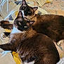 cat, siamese_cat, pet, animal, feline, bed, blanket, fur, whiskers, ears, tail, resting, cozy, indoor, cute, two_cats, sleepy, domestic_animal, companion, relaxed
