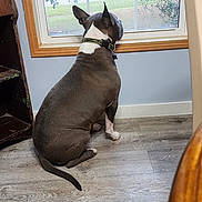 Dallas joined the competition — help win amazing prizes! dog, sitting, looking_out, window, indoor, hardwood_floor, curtain, blinds, collar, tail, ears, back_view, wooden_frame, sill, shelf, chair, calm, pet, home, daylight